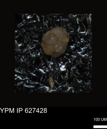 undet. Foraminiferida