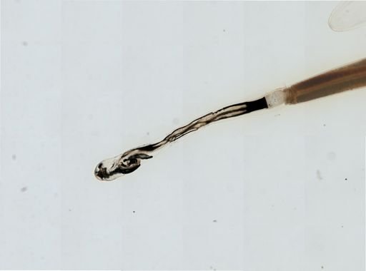 Myopsida