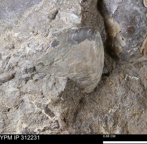 Protocardia subquadrata