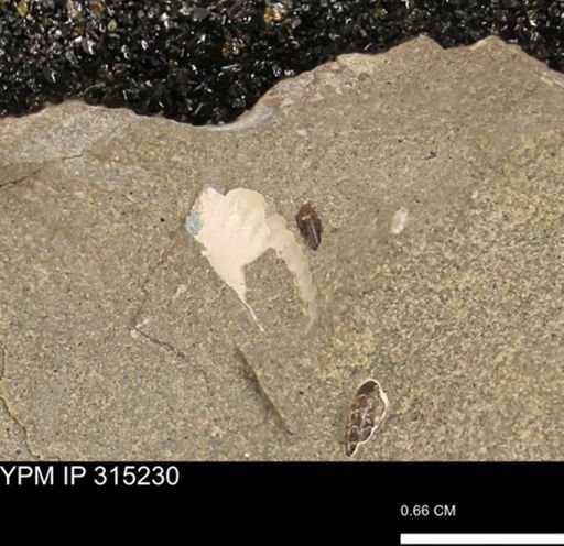 undet. Scaphitidae