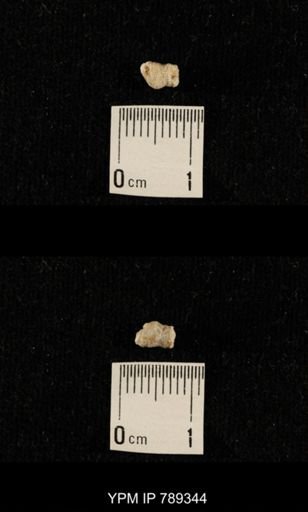 undet. Bryozoa