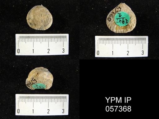 Uncinulus lindenensis