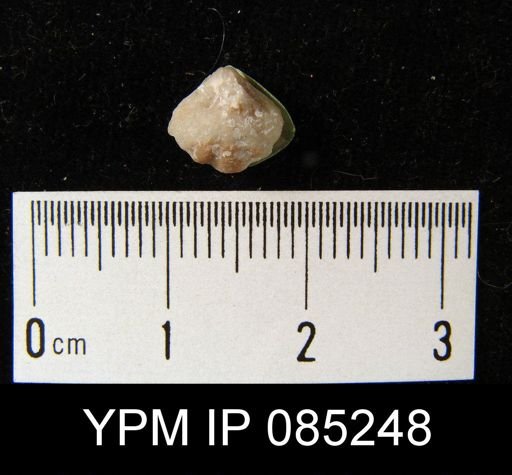 Crispella elegans