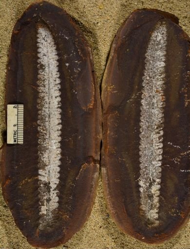 Pecopteris sp.
