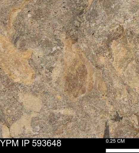 Baculites sp.