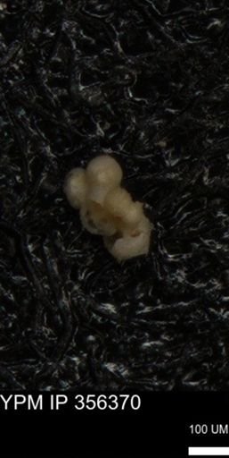 undet. Foraminiferida