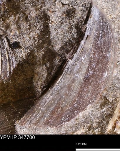 undet. Bivalvia