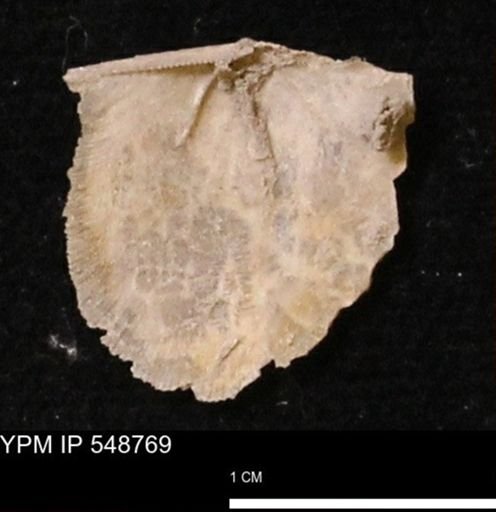Stropheodonta perplana