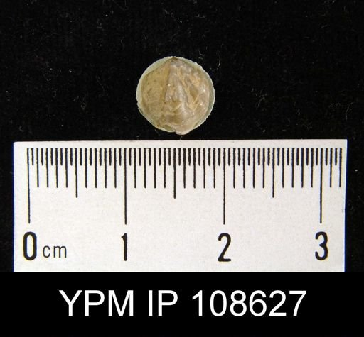 Atrypina imbricata