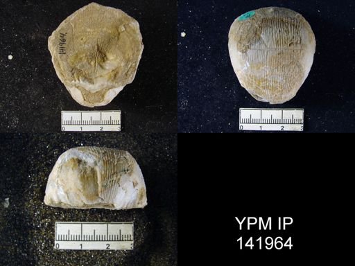 Productus (Linoproductus) lineatus