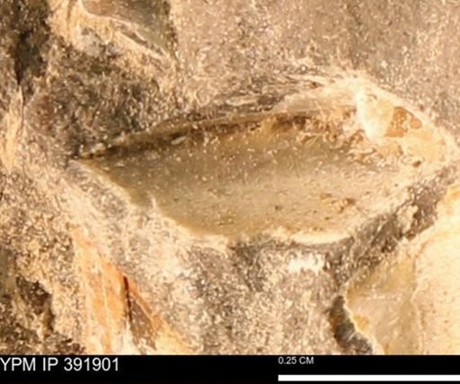 Protocardia sp.