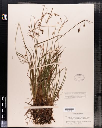 Carex paupercula