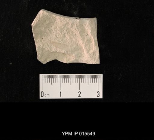 Probnis speciosa