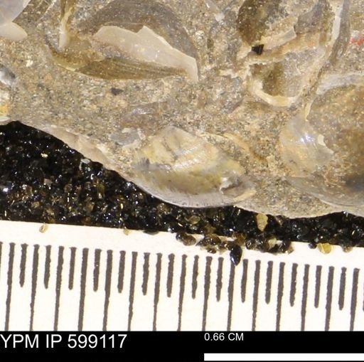 undet. Bryozoa