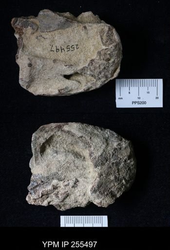 Pacifastacus chenoderma