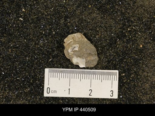 Protocardia subquadrata