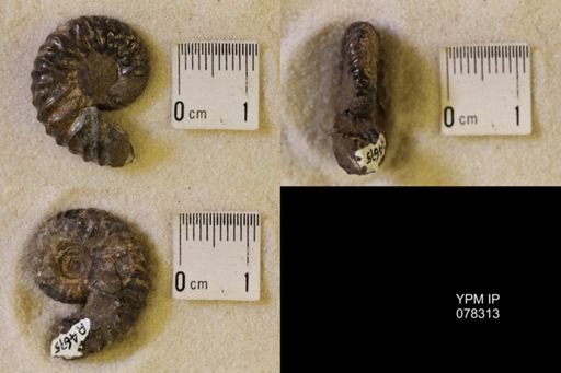 Jeletzkytes nebrascensis