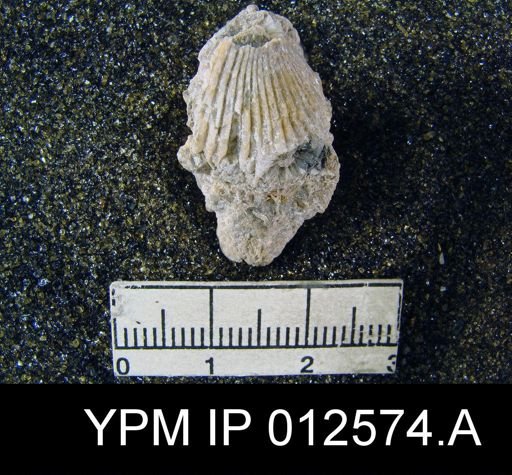 Uncinuloides guadalupensis