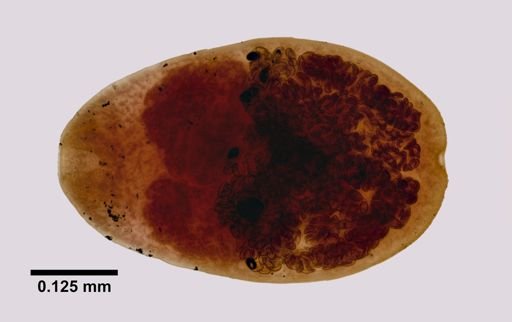 Prosthodendrium naviculum