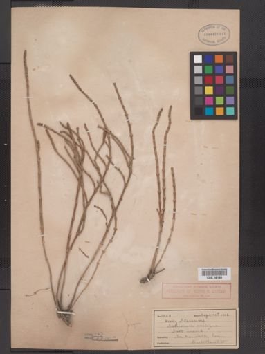 Salicornia virginica