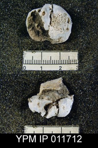 Marginifera opima