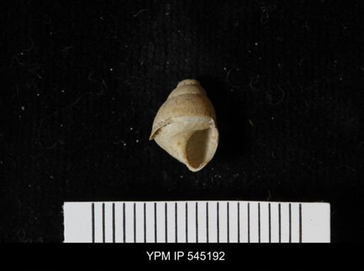 Chondropoma sp.