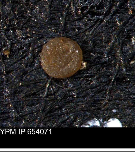 undet. Foraminiferida