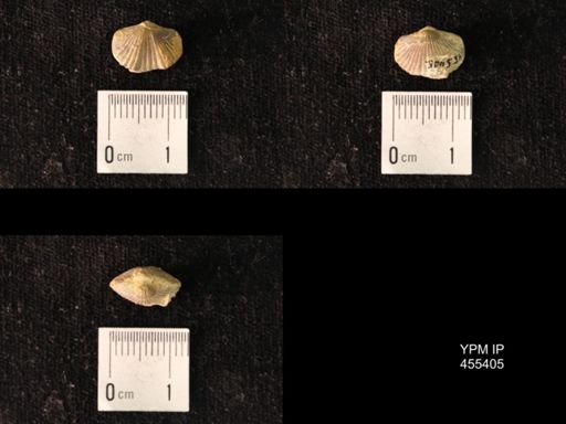 Platystrophia morrowensis
