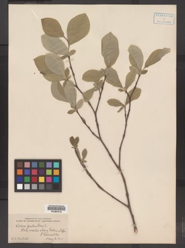 Dirca palustris
