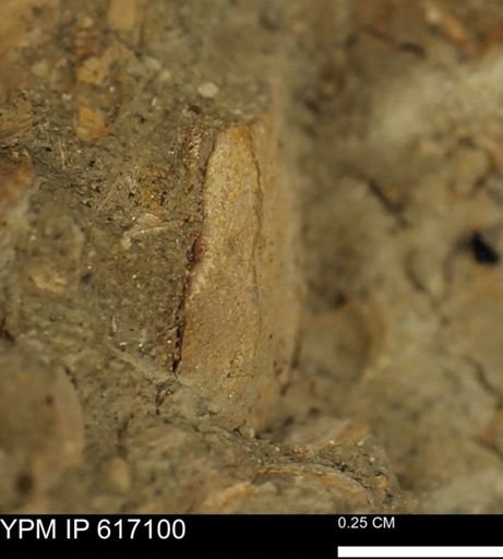 undet. Mollusca