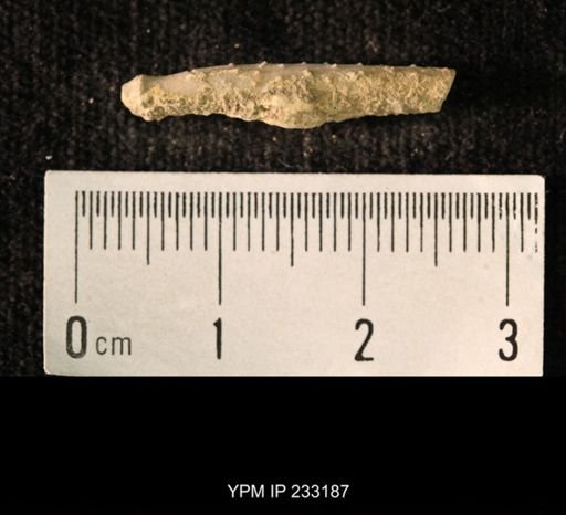 Archaeocidaris sp.
