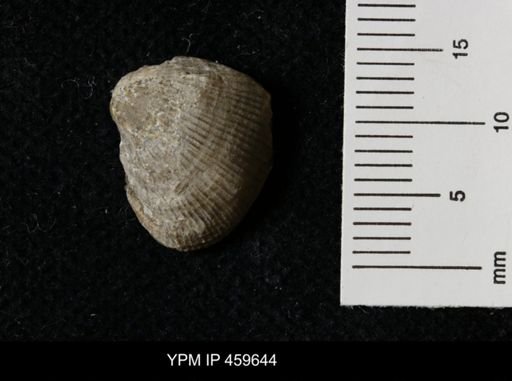 Linoproductus magnispinus