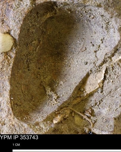 undet. Mollusca