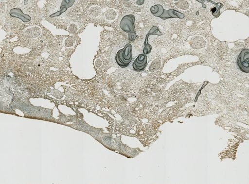 Pseudoceratina purpurea