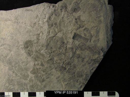 undet. Eurypterida