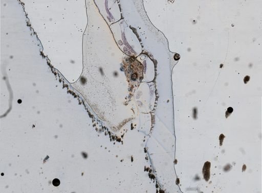 Schizoporella unicornis