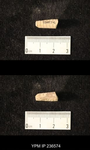 Pseudorthoceras knoxense