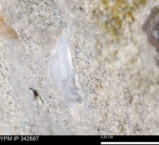 undet. Bivalvia