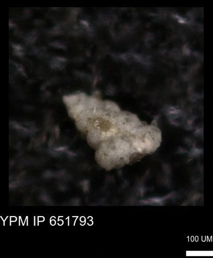 undet. Heterohelicidae