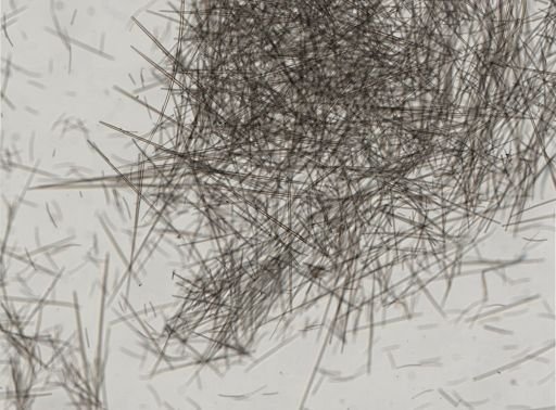 Polymastia boletiformis