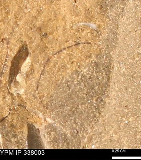 undet. Bivalvia
