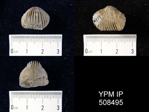 Uncinulus wangenheimi