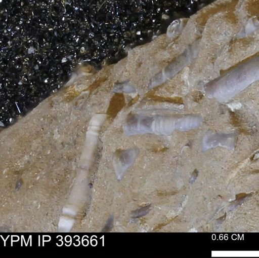 undet. Serpulidae