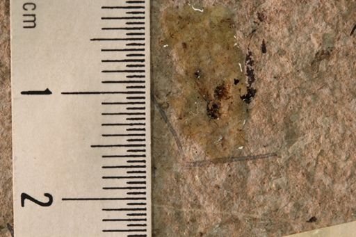 Lasius peritulus
