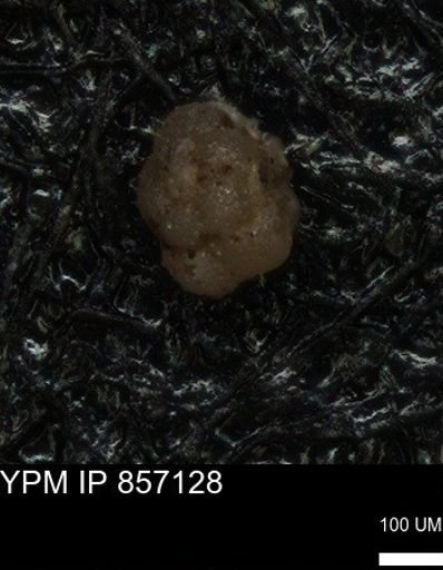 undet. Foraminiferida