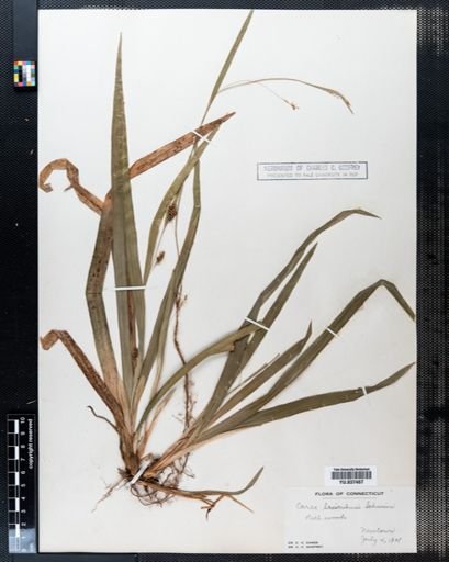 Carex laxiculmis