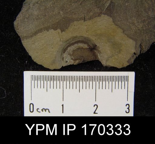 undet. Discinoidea
