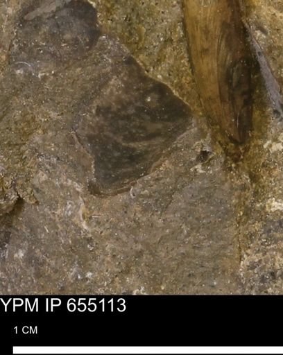 Protocardia