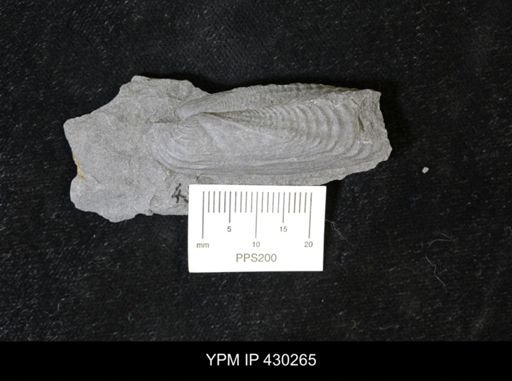 Orthonota undulata