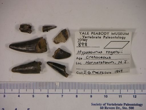Hyposaurus rogersii